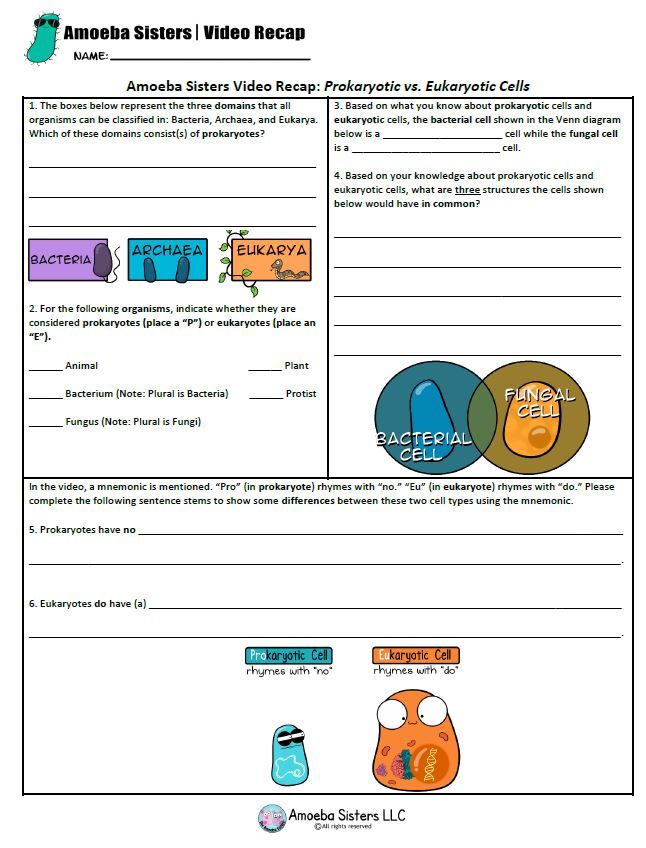 Amoeba Sisters Mutations Worksheet 27