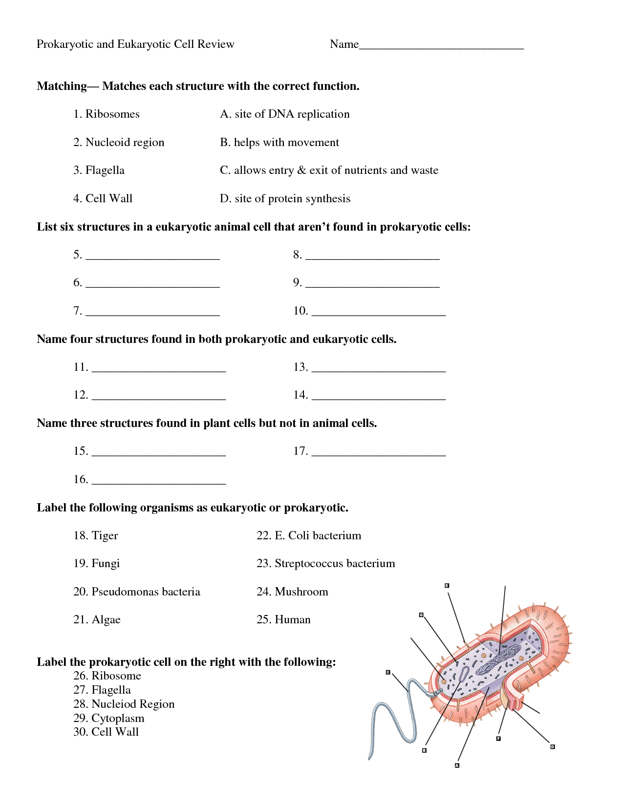 Amoeba Sisters Mutations Worksheet 28