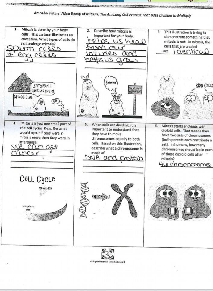 Amoeba Sisters Mutations Worksheet 29