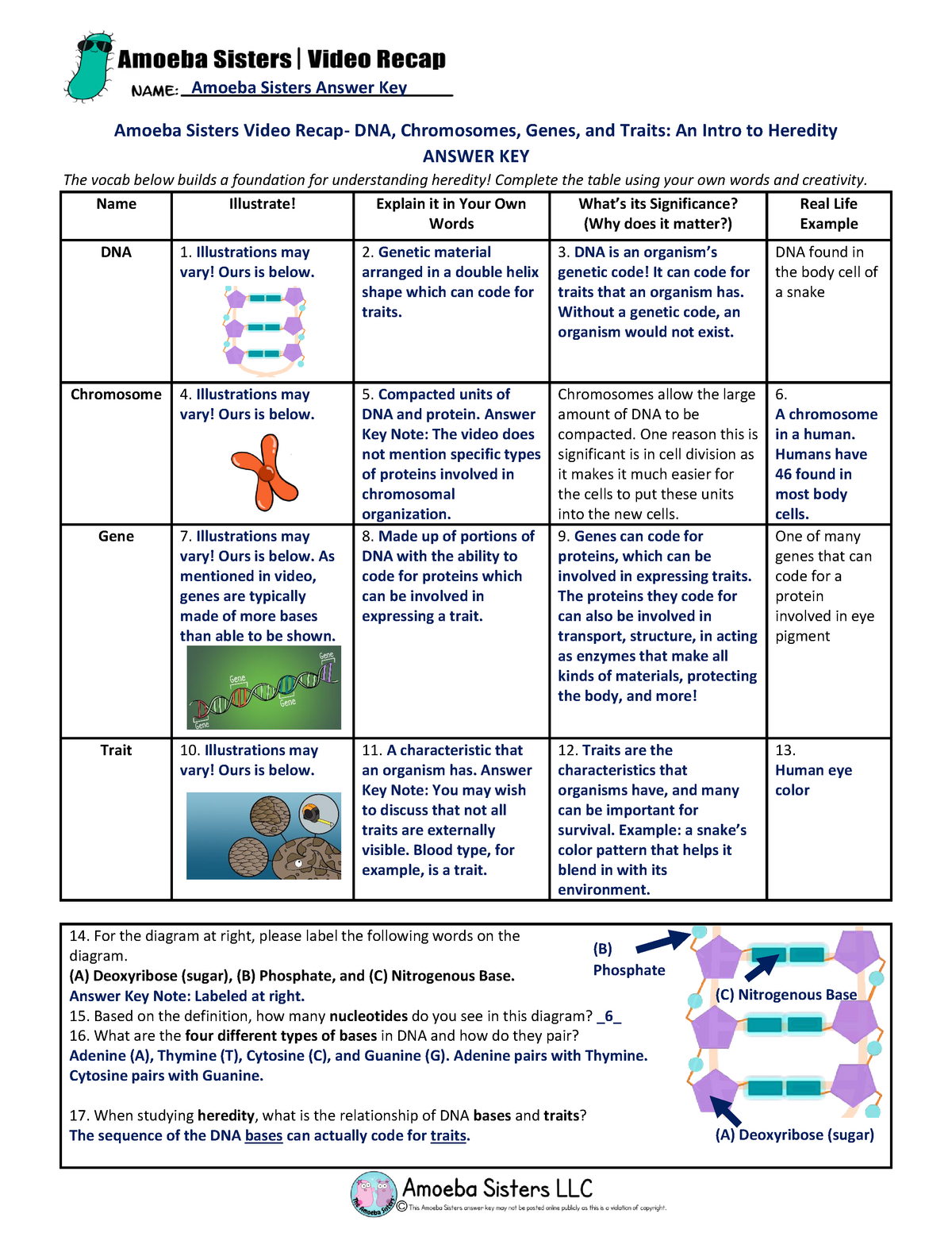 Amoeba Sisters Mutations Worksheet 3