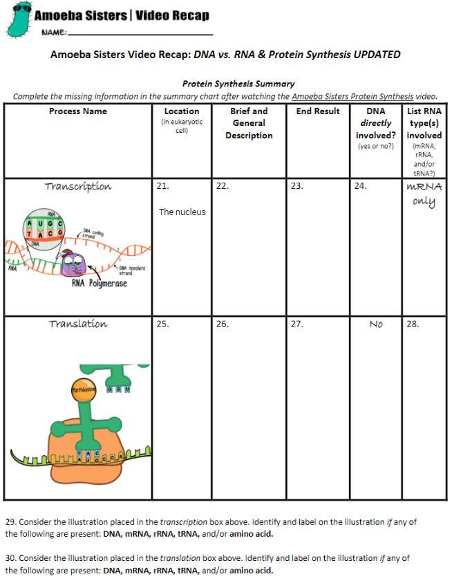 Amoeba Sisters Mutations Worksheet 31