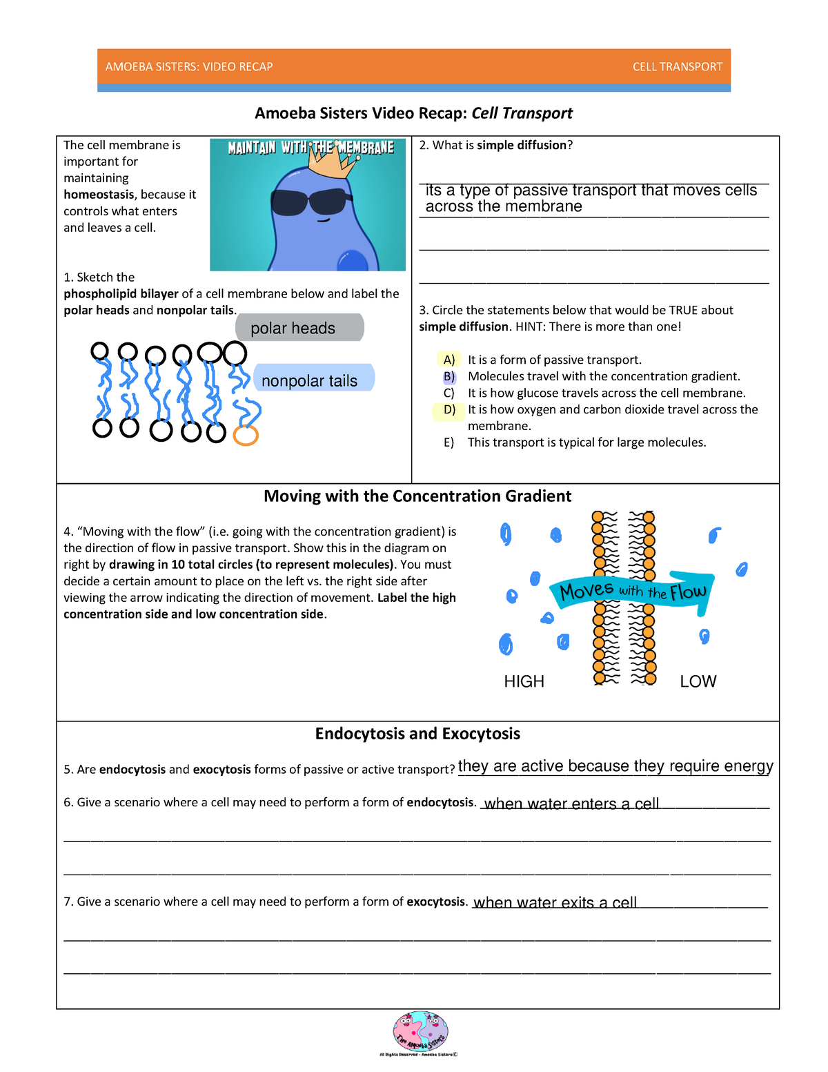 Amoeba Sisters Mutations Worksheet 33