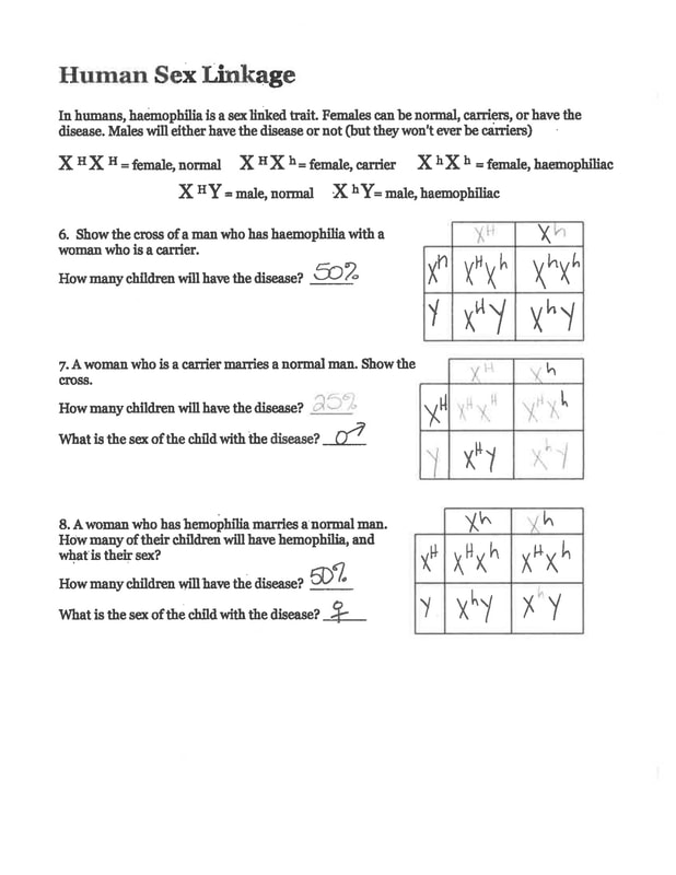 Amoeba Sisters Mutations Worksheet 34