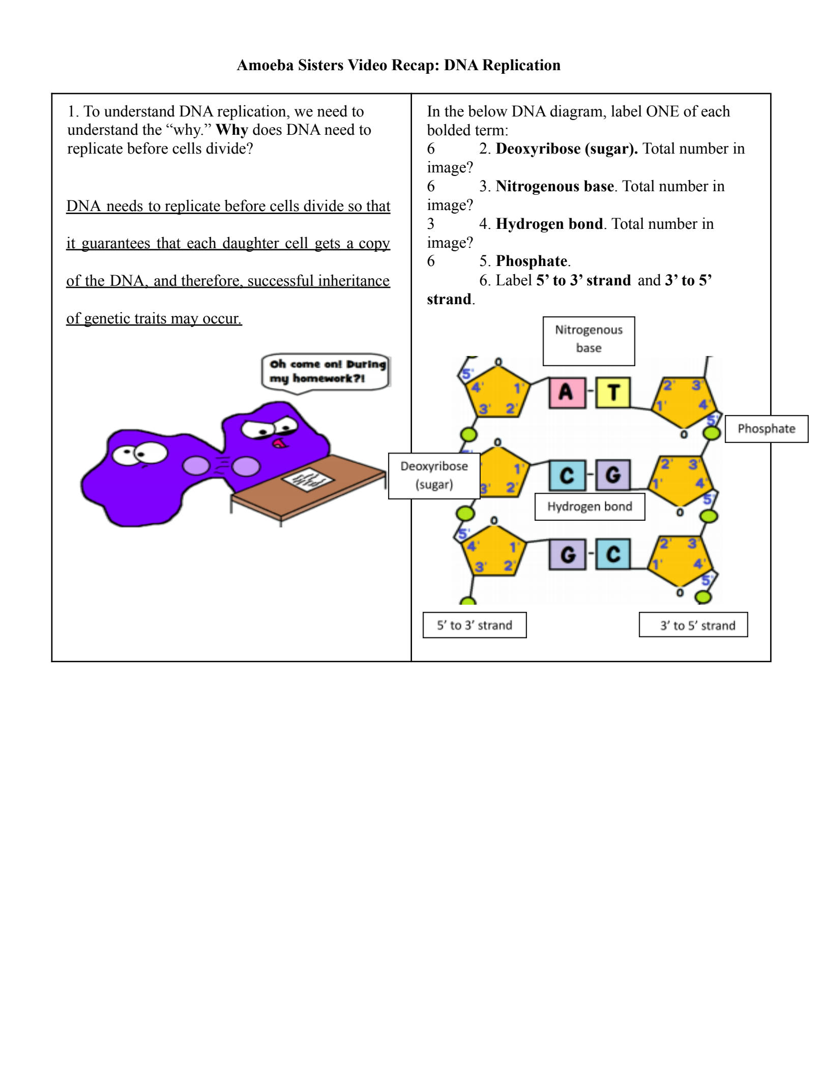 Amoeba Sisters Mutations Worksheet 35