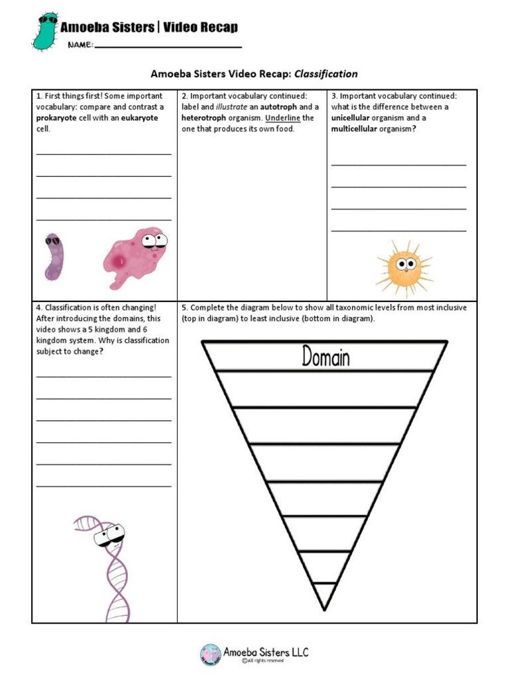 Amoeba Sisters Mutations Worksheet 38