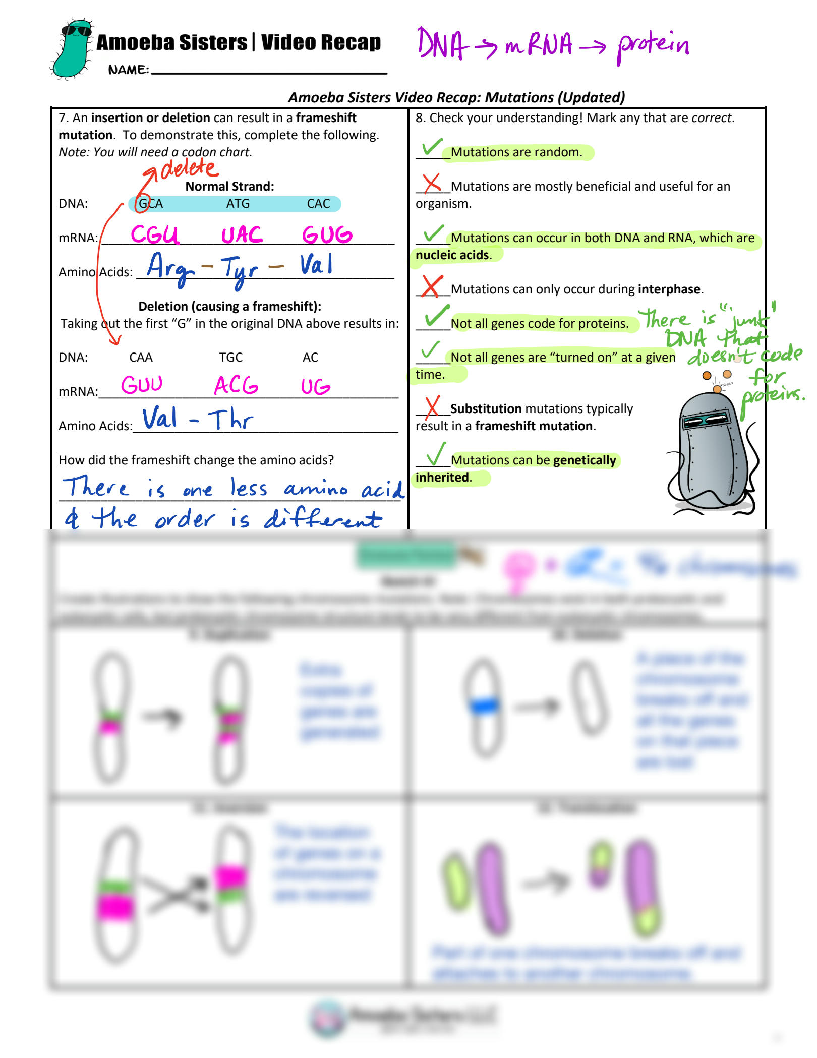 Amoeba Sisters Mutations Worksheet 39