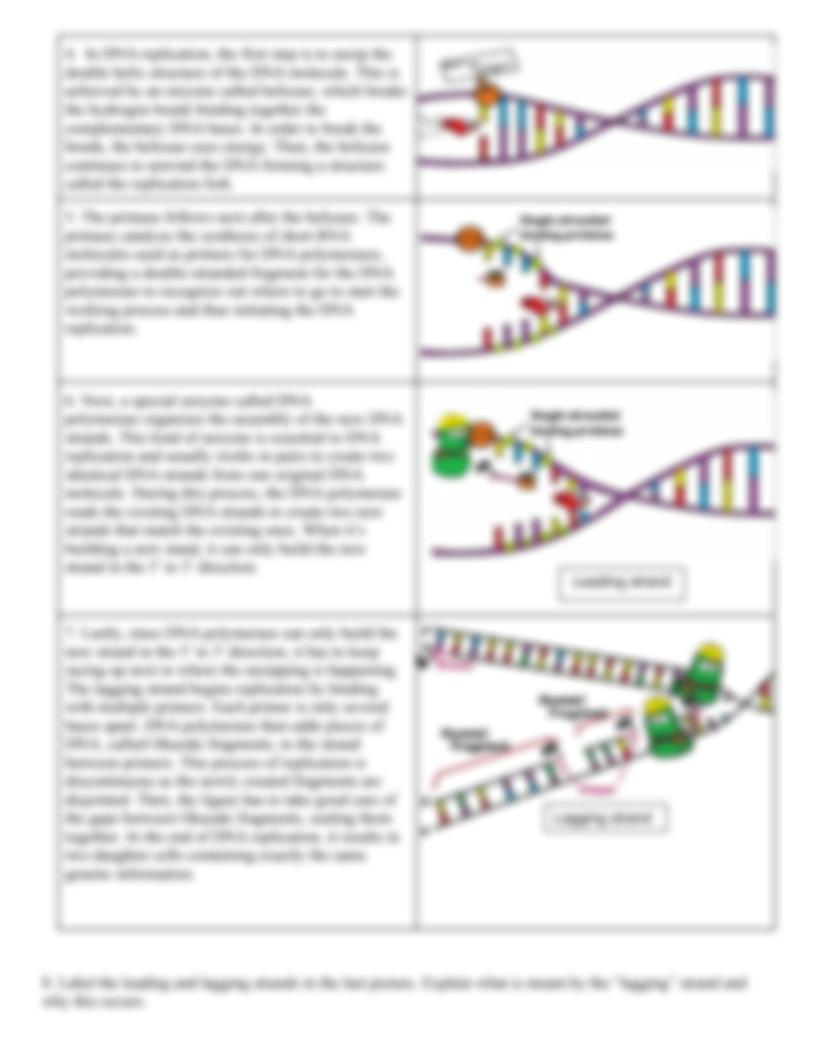 Amoeba Sisters Mutations Worksheet 41