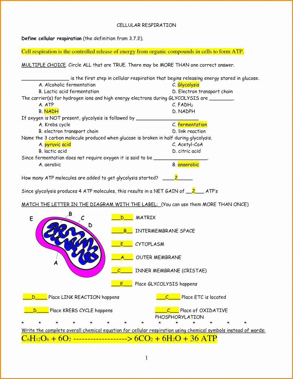 Amoeba Sisters Mutations Worksheet 42