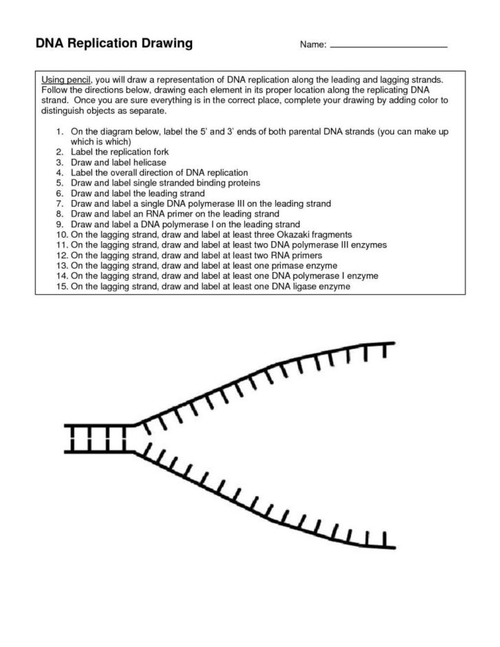 Amoeba Sisters Mutations Worksheet 45