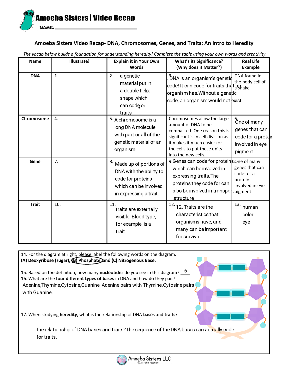 Amoeba Sisters Mutations Worksheet 47