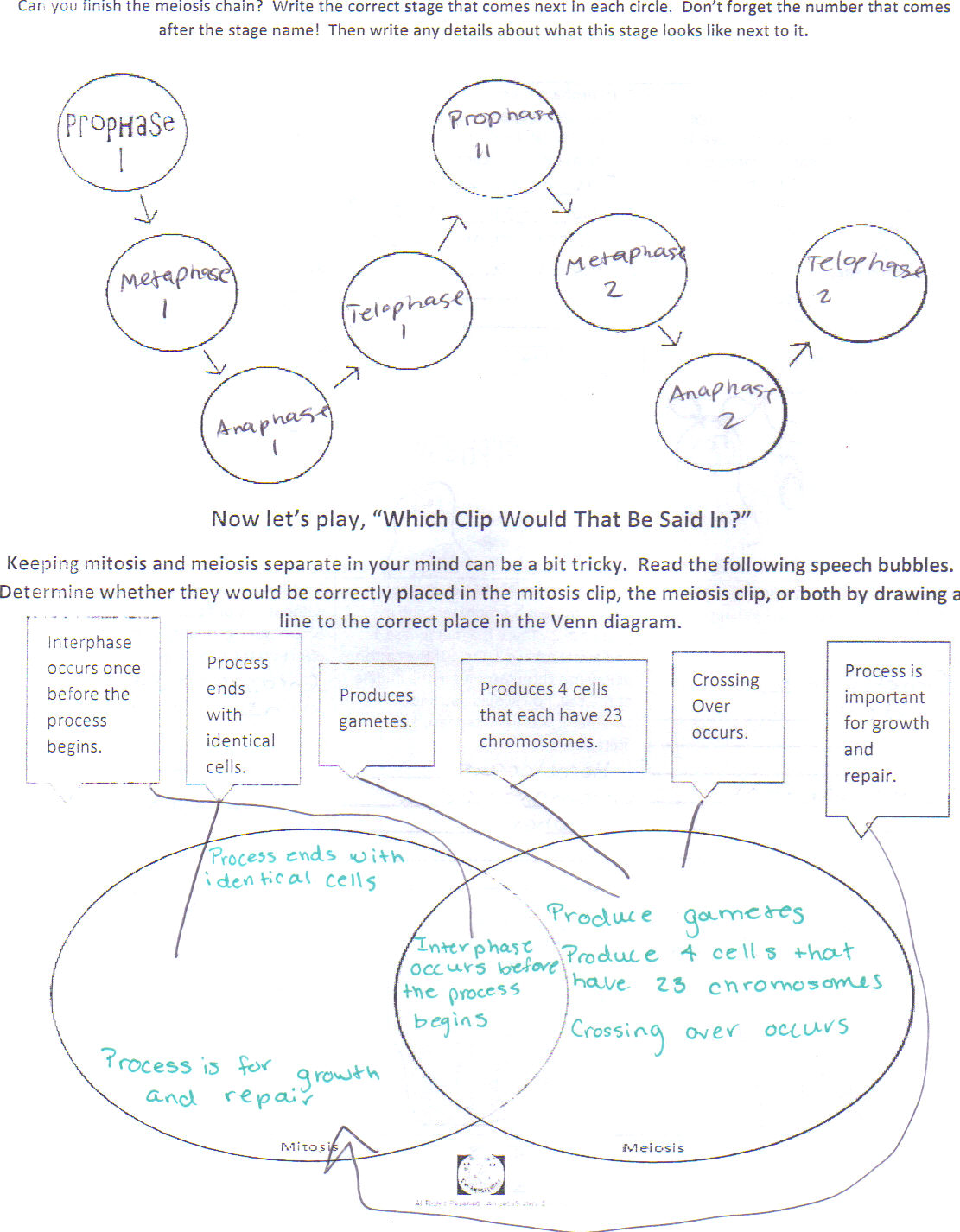 Amoeba Sisters Mutations Worksheet 51