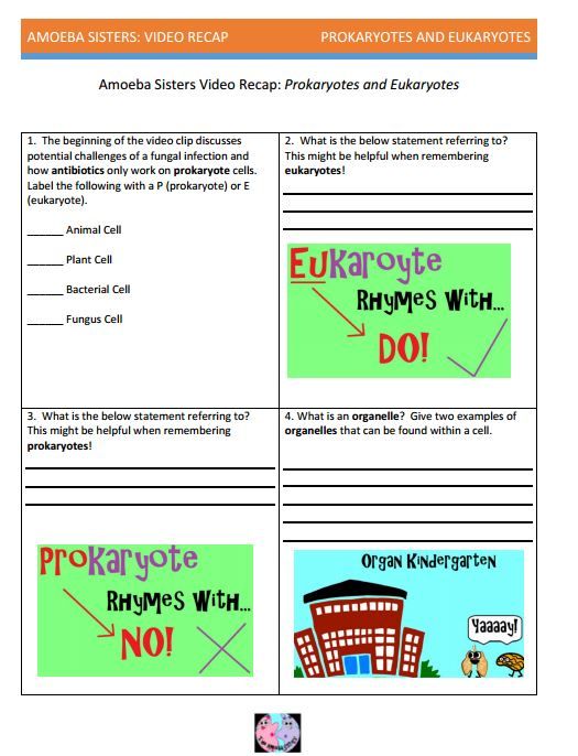 Amoeba Sisters Mutations Worksheet 53