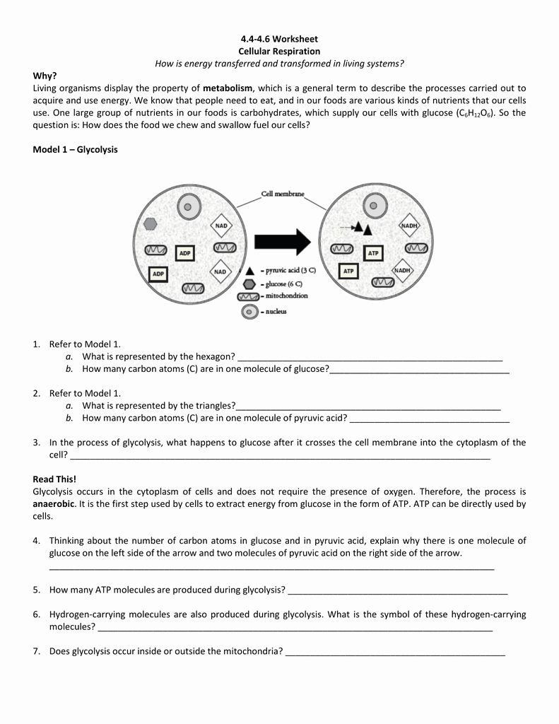 Amoeba Sisters Mutations Worksheet 57