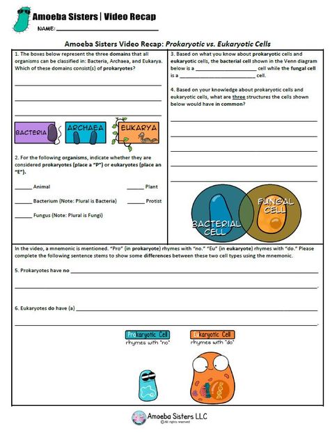 Amoeba Sisters Mutations Worksheet 6