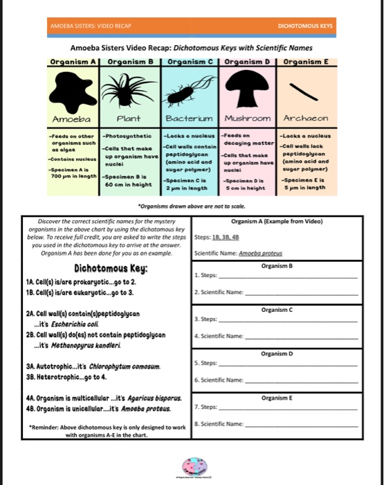 Amoeba Sisters Mutations Worksheet 61