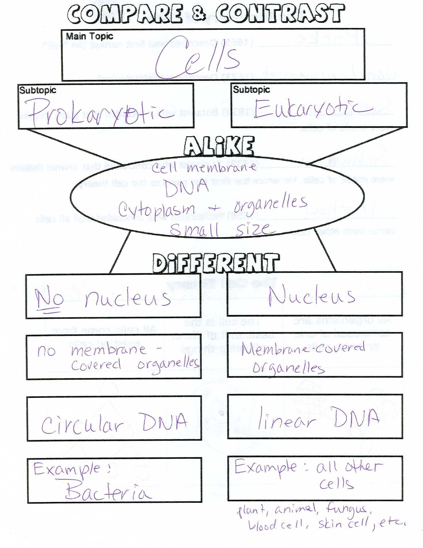 Amoeba Sisters Mutations Worksheet 63