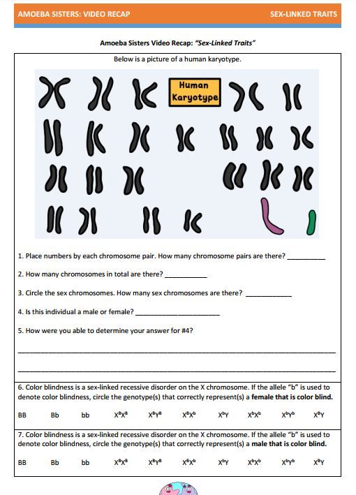 Amoeba Sisters Mutations Worksheet 65