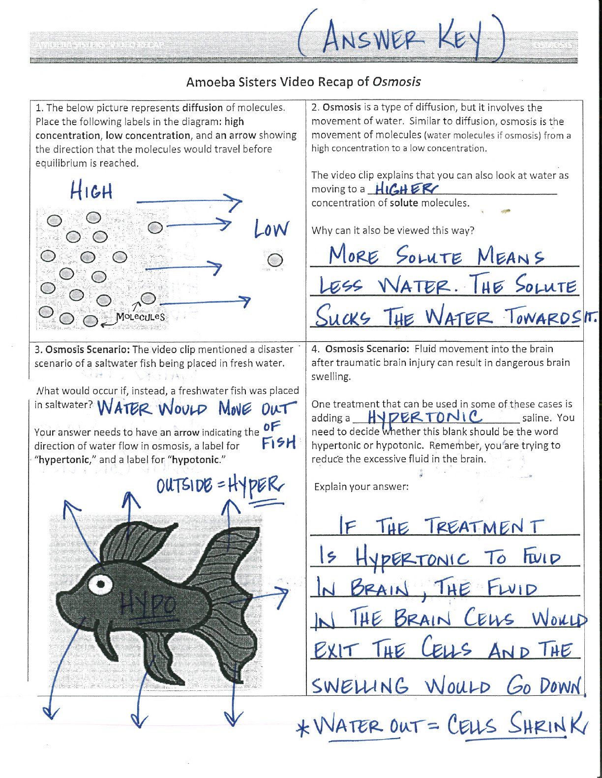 Amoeba Sisters Mutations Worksheet 66