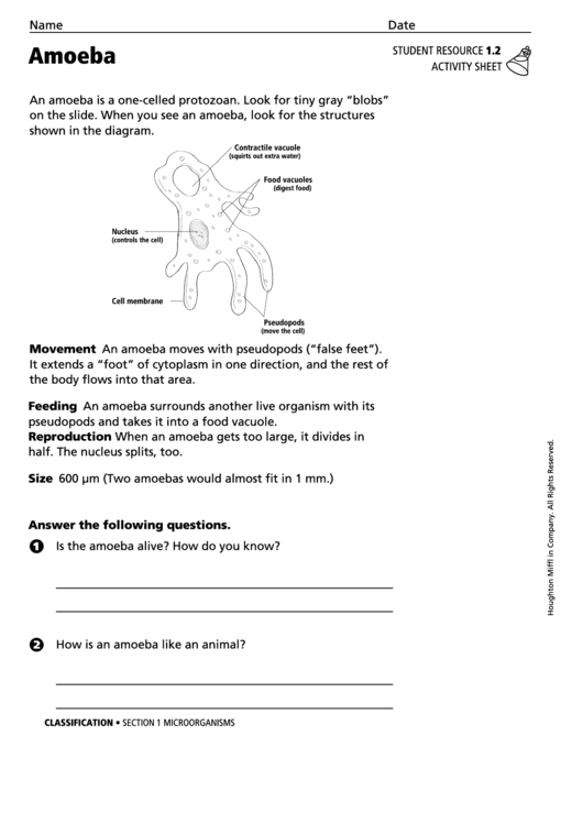 Amoeba Sisters Mutations Worksheet 7