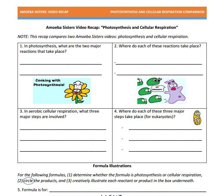 Amoeba Sisters Mutations Worksheet 70