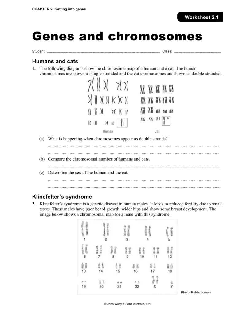 Amoeba Sisters Mutations Worksheet 75