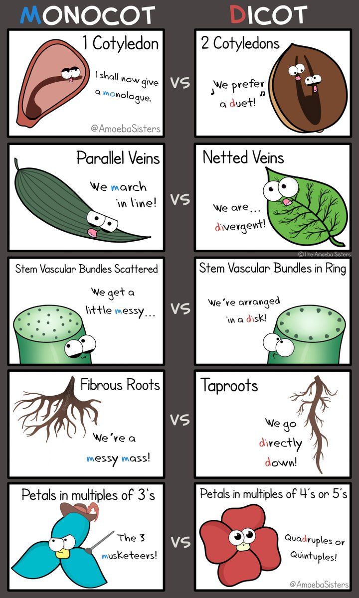 Amoeba Sisters Mutations Worksheet 77