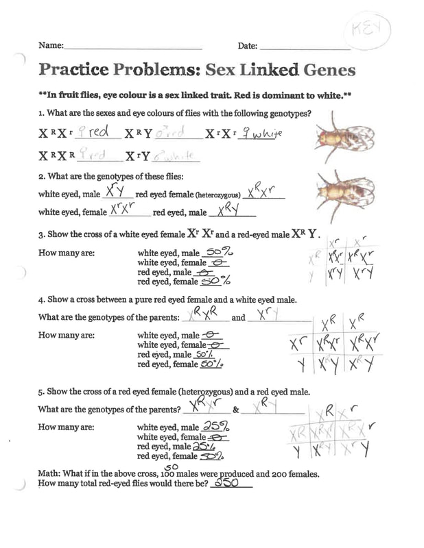 Amoeba Sisters Mutations Worksheet 9