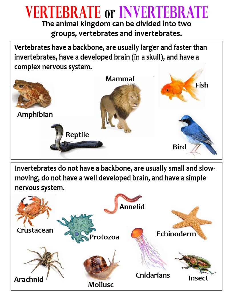 Print 40+ Vertebrates And Invertebrates Worksheets 10