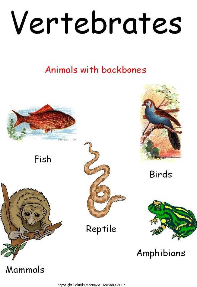 Print 40+ Vertebrates And Invertebrates Worksheets 12