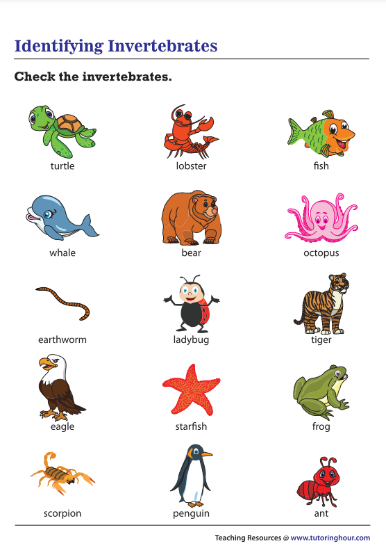 Print 40+ Vertebrates And Invertebrates Worksheets 18