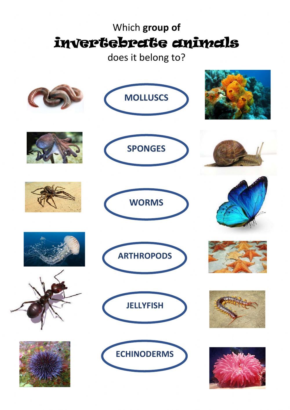 Print 40+ Vertebrates And Invertebrates Worksheets 20