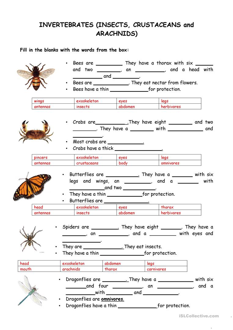 Print 40+ Vertebrates And Invertebrates Worksheets 23