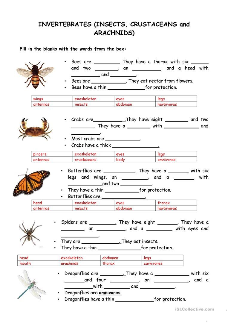 Print 40+ Vertebrates And Invertebrates Worksheets 26