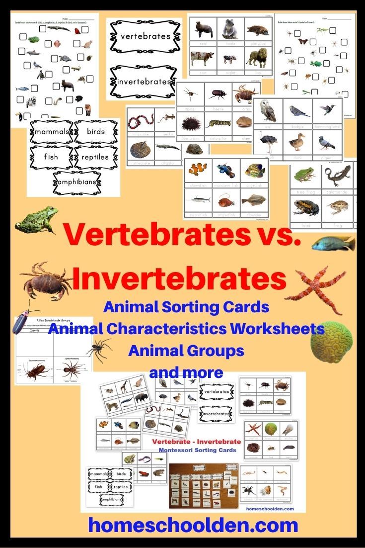 Print 40+ Vertebrates And Invertebrates Worksheets 28