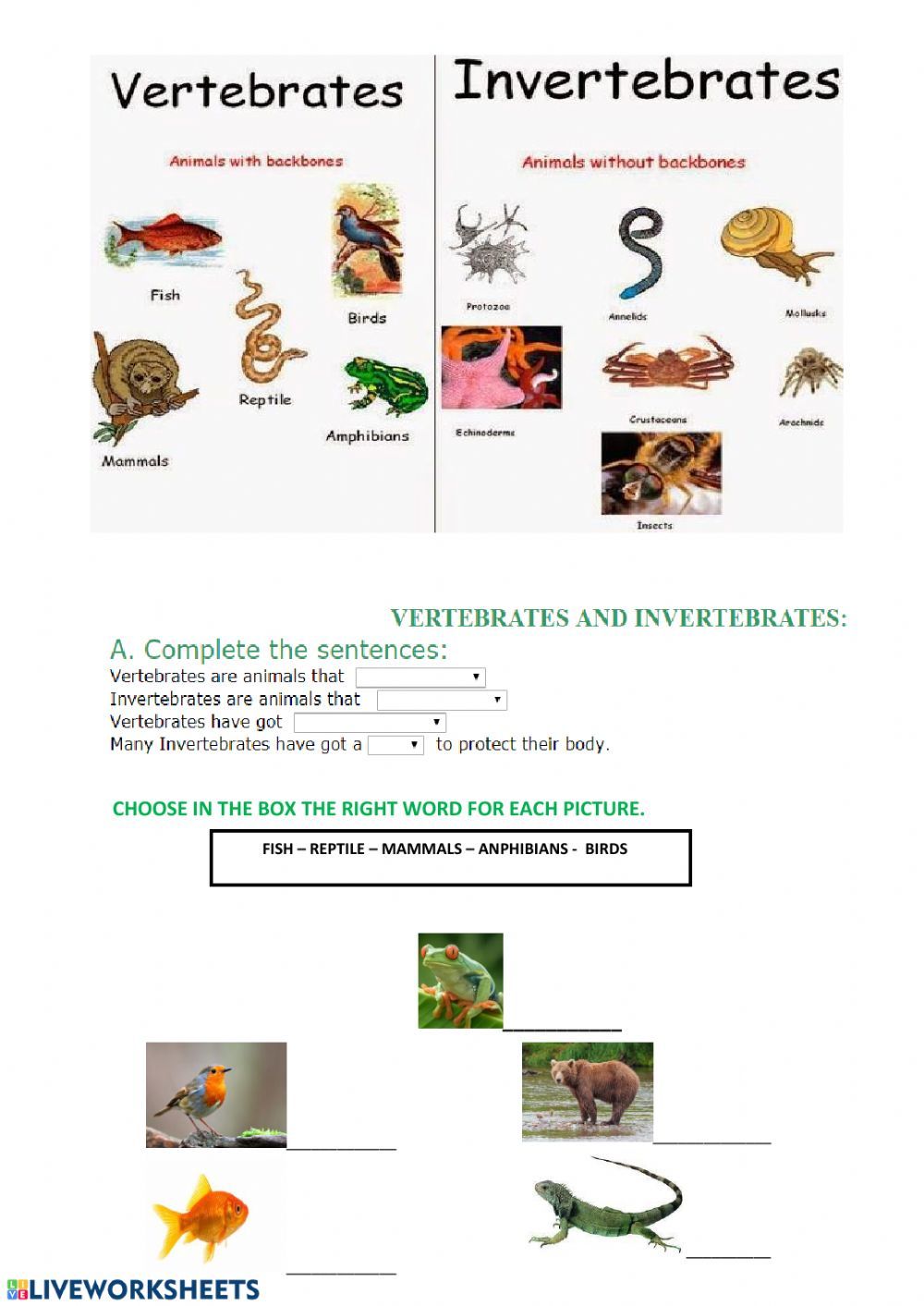 Print 40+ Vertebrates And Invertebrates Worksheets 36