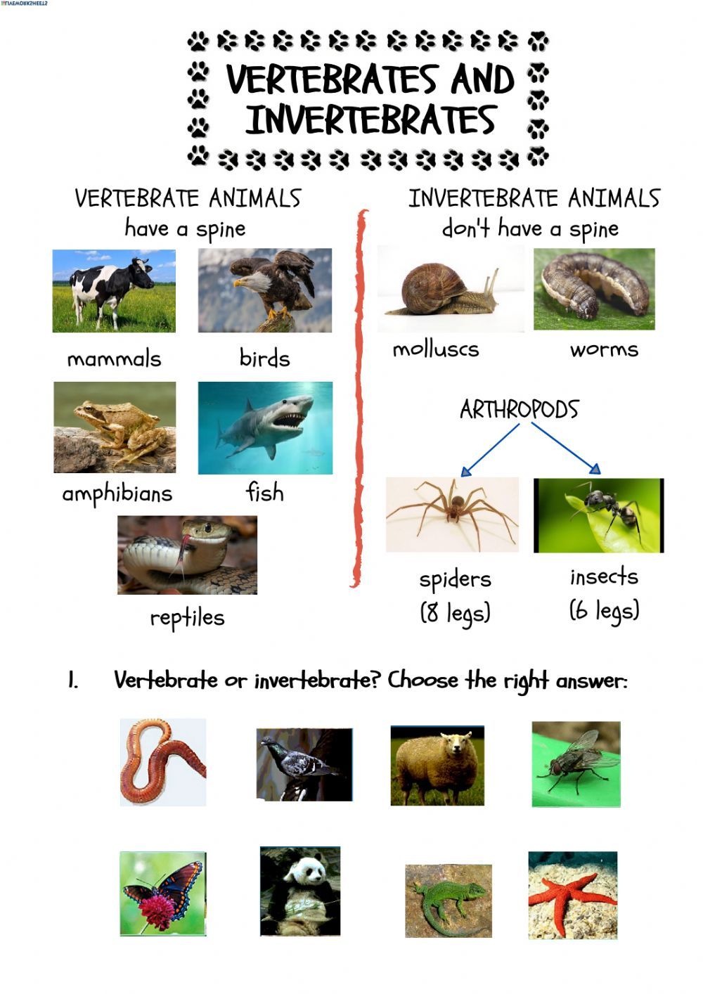 Print 40+ Vertebrates And Invertebrates Worksheets 39