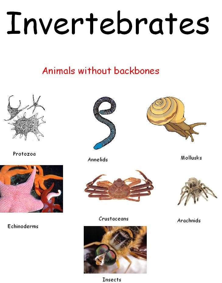 Print 40+ Vertebrates And Invertebrates Worksheets 4