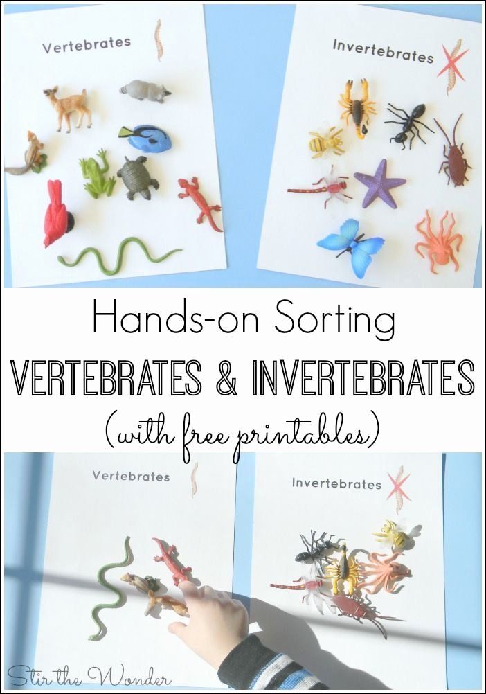 Print 40+ Vertebrates And Invertebrates Worksheets 45