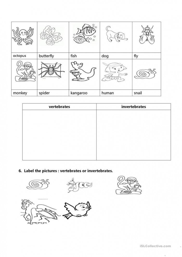 Print 40+ Vertebrates And Invertebrates Worksheets 47