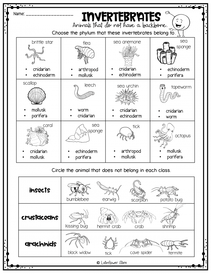 Print 40+ Vertebrates And Invertebrates Worksheets 5