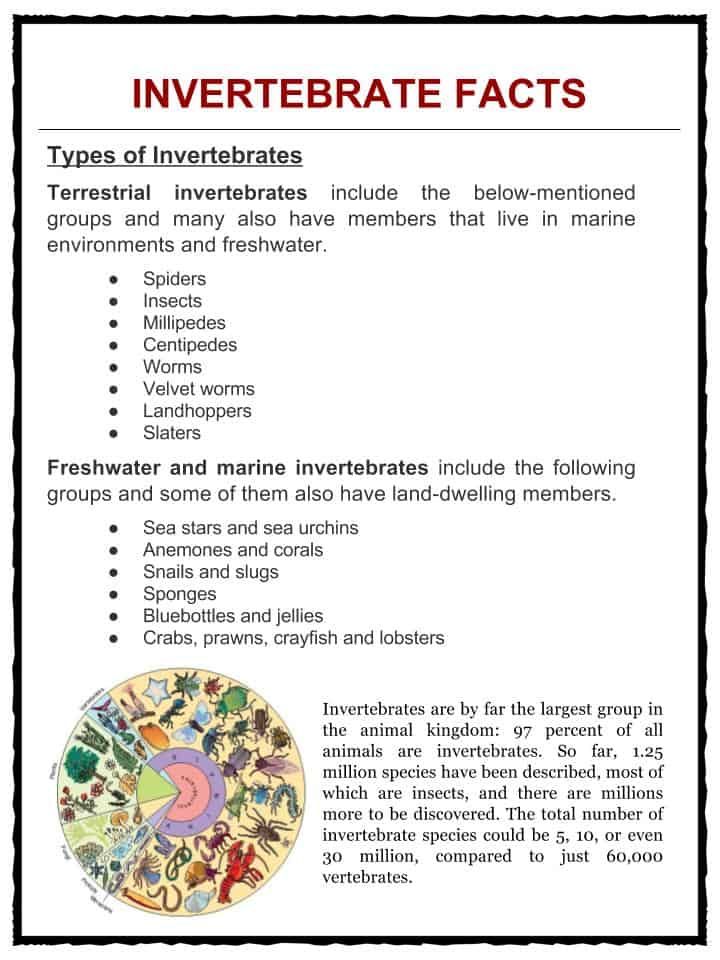 Print 40+ Vertebrates And Invertebrates Worksheets 50