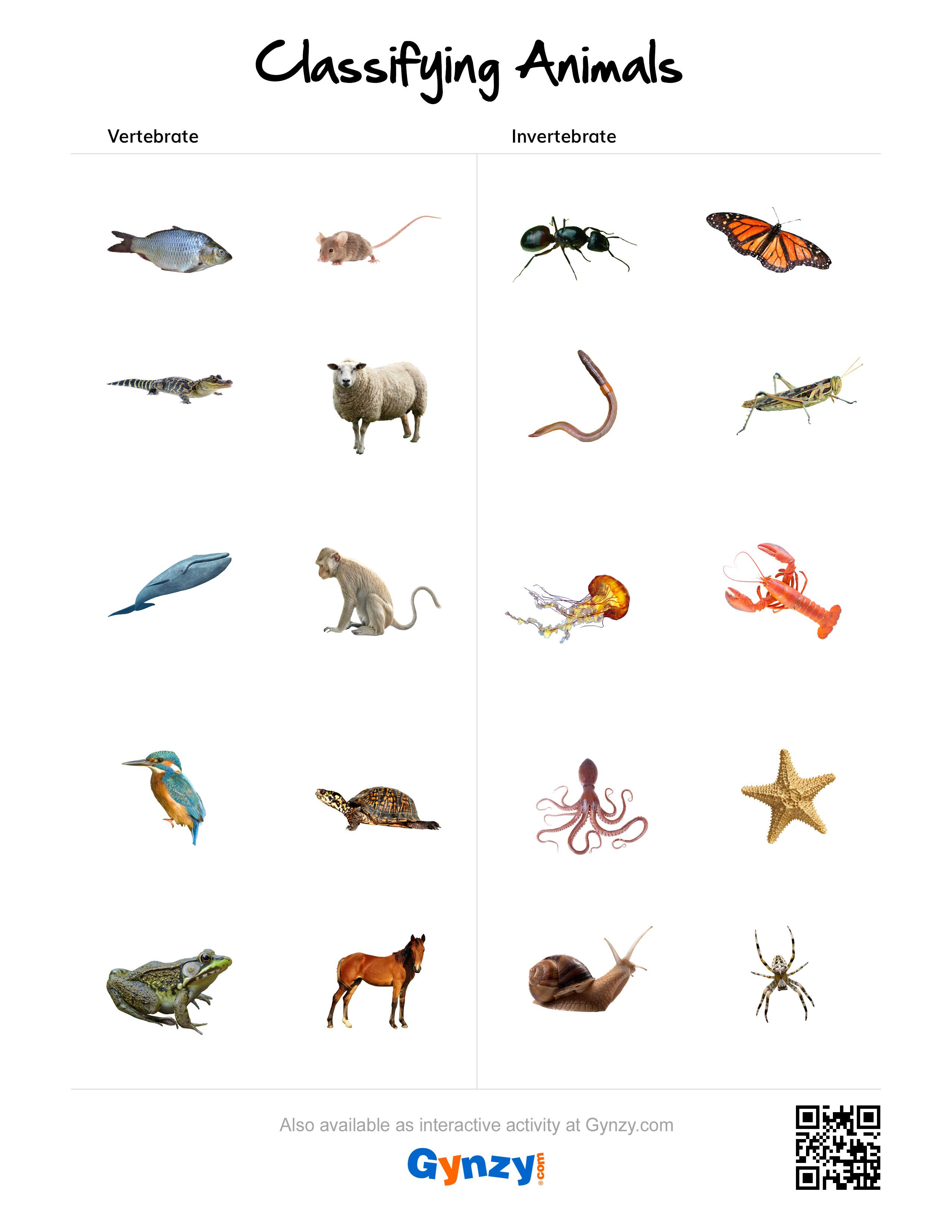 Print 40+ Vertebrates And Invertebrates Worksheets 51