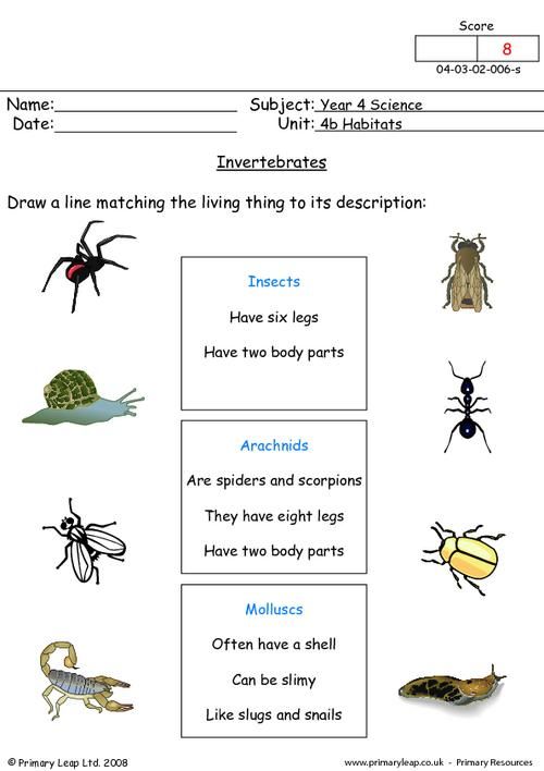 Print 40+ Vertebrates And Invertebrates Worksheets 6