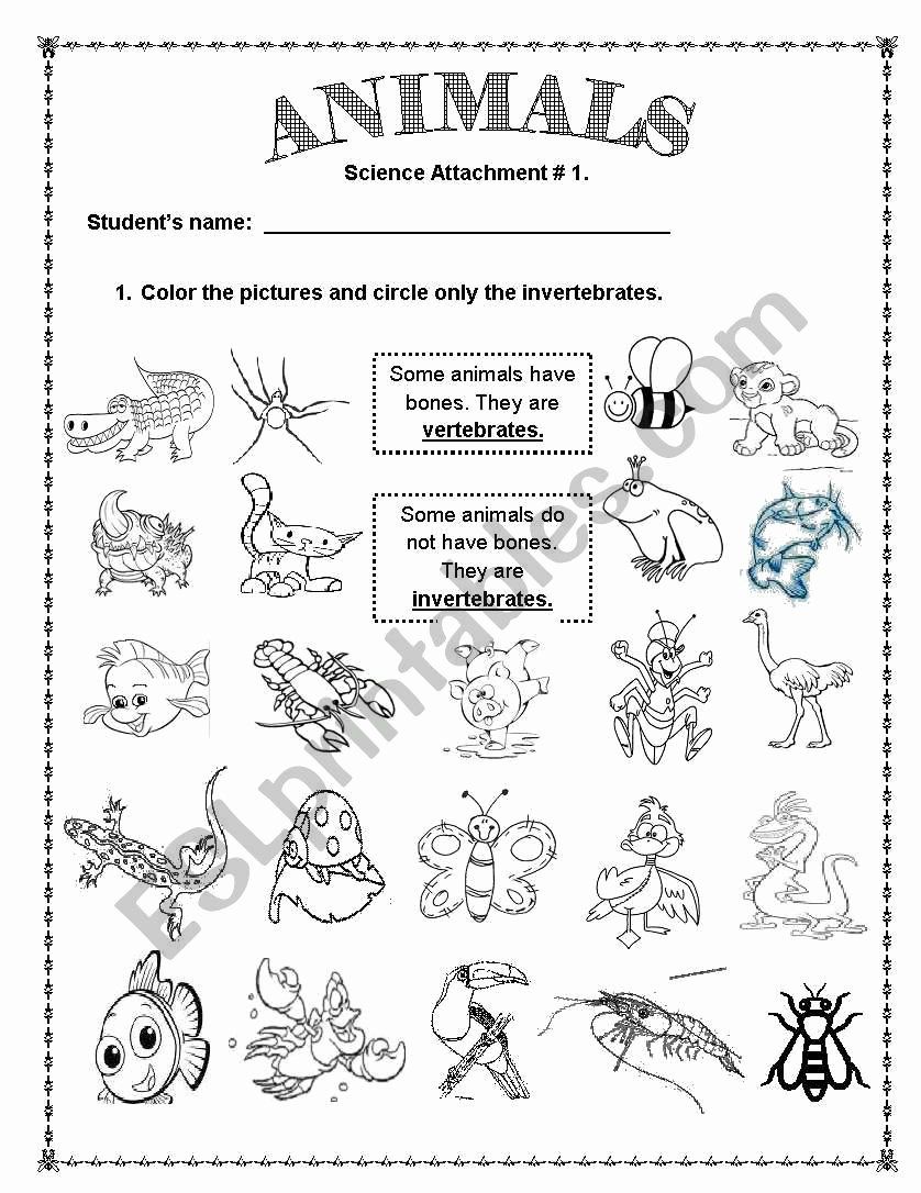 Print 40+ Vertebrates And Invertebrates Worksheets 7