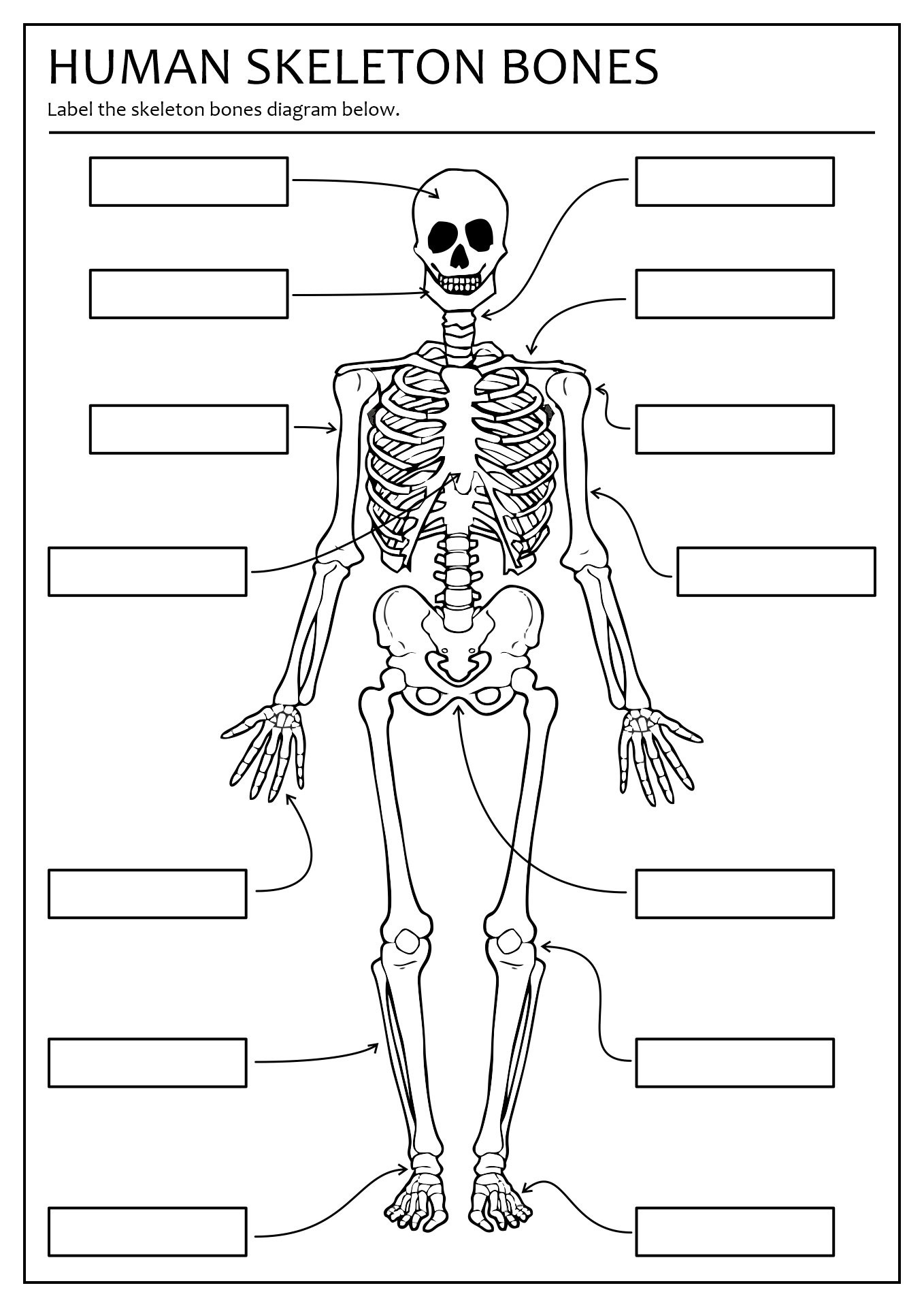 Printable Skeleton Labeling Worksheet 10