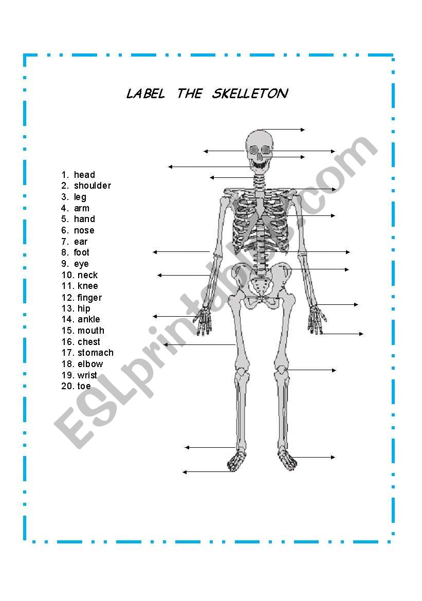 Printable Skeleton Labeling Worksheet 11