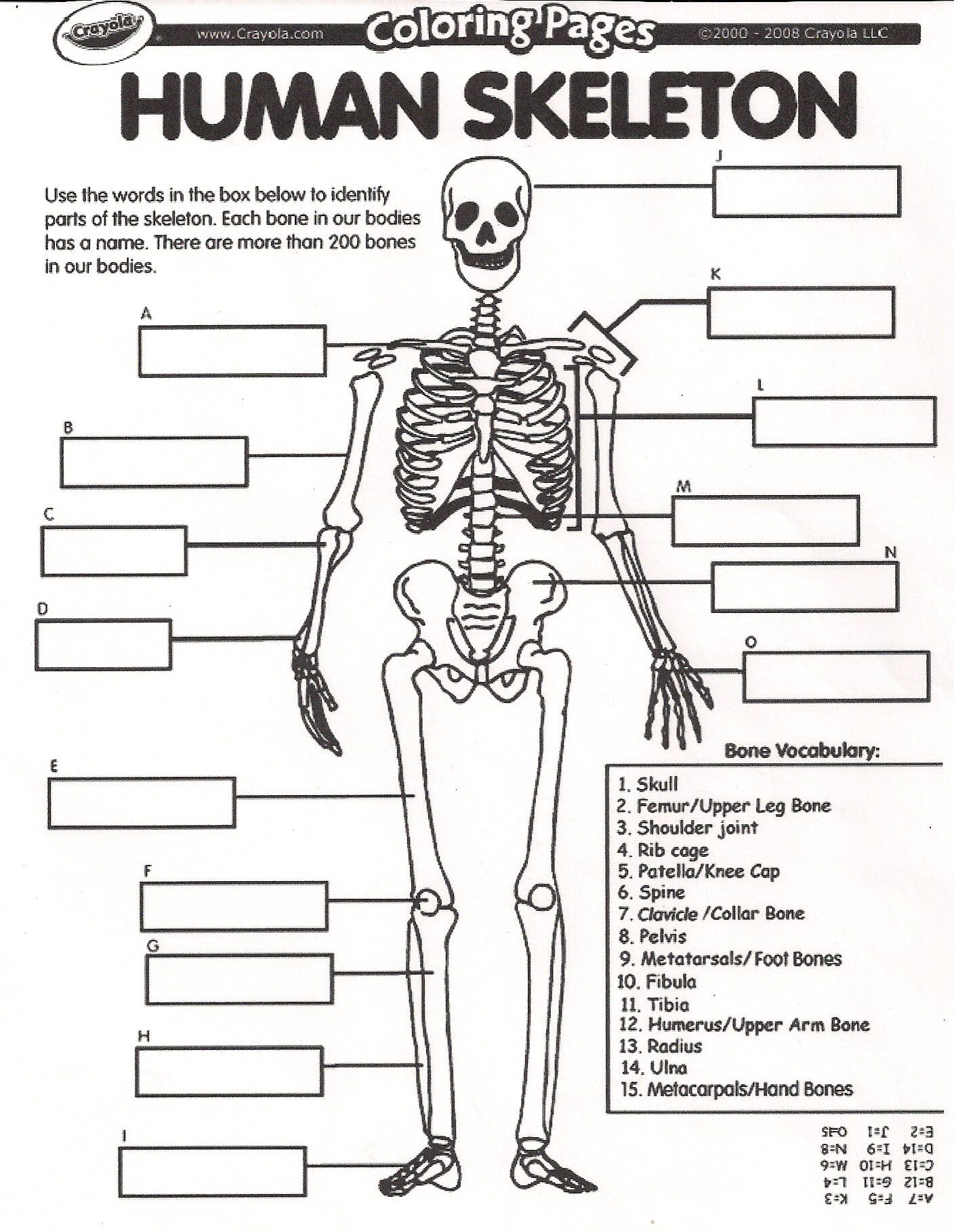 Printable Skeleton Labeling Worksheet 12