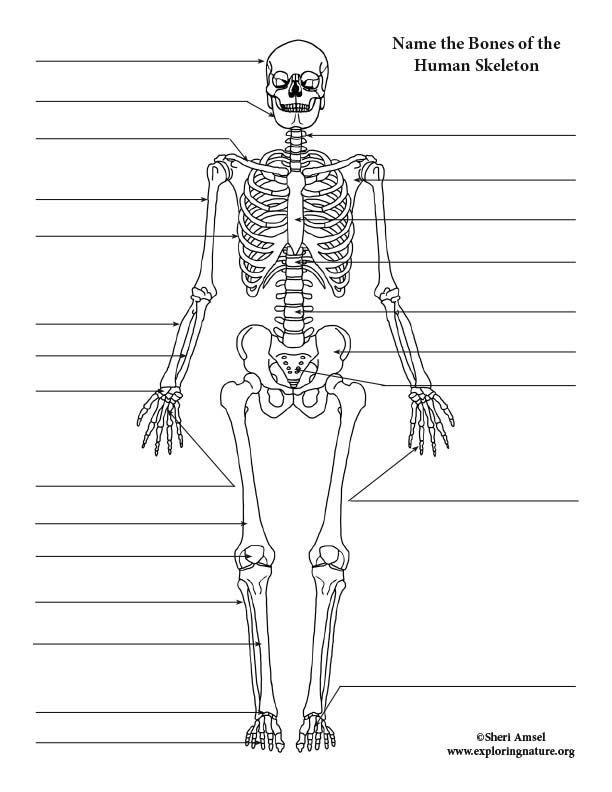 Printable Skeleton Labeling Worksheet 13