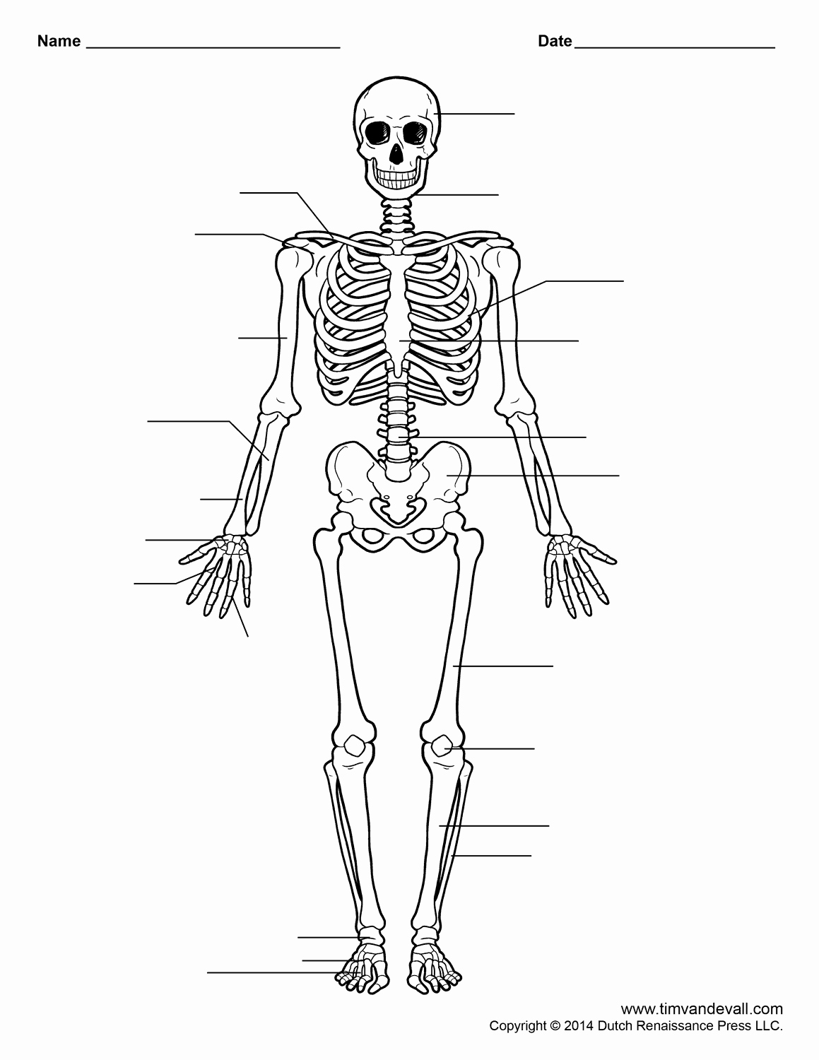 Printable Skeleton Labeling Worksheet 14