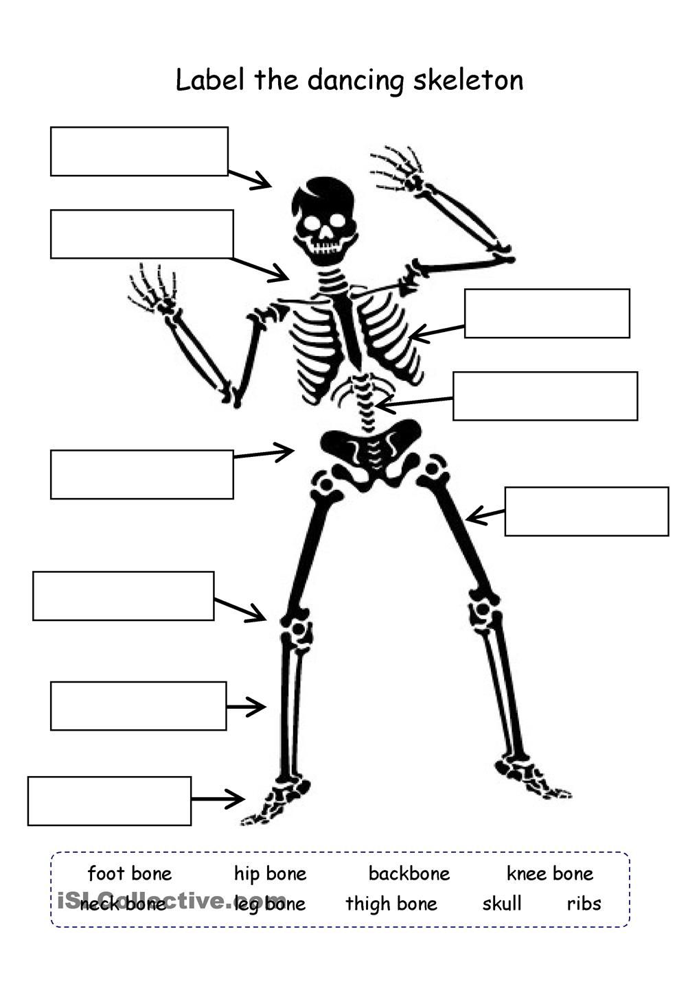 Printable Skeleton Labeling Worksheet 17